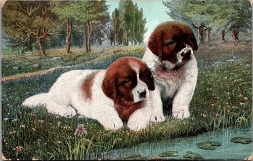 Postcard two bernard - postcard,