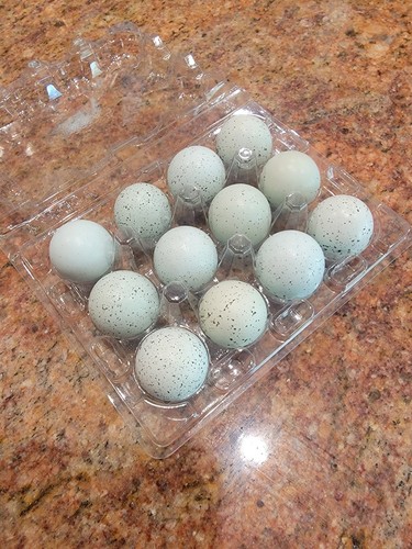 Celadon quail hatching - 24+,