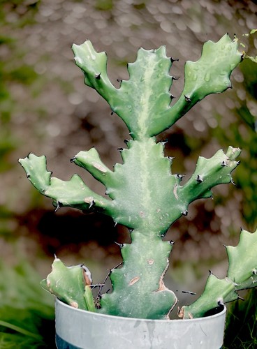 Dragon bones cactus inch - cactus, 13