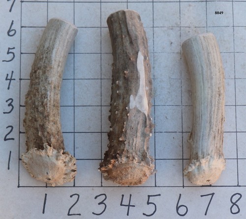 Deer antler crowns knife - antler,