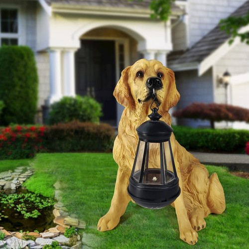 Notakia golden retriever - notakia,