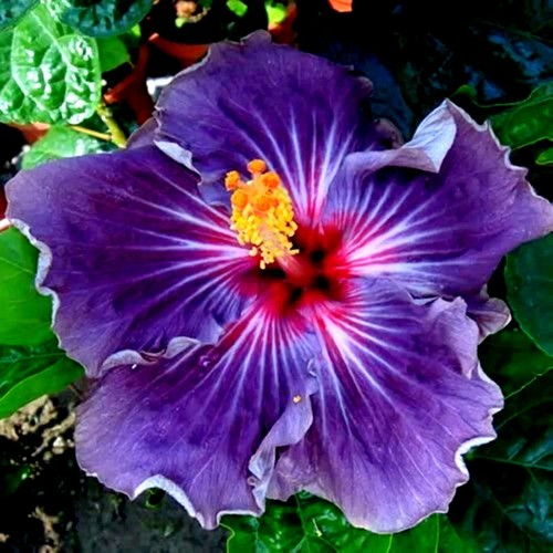 Madagascar hibiscus - 🌺🌺,