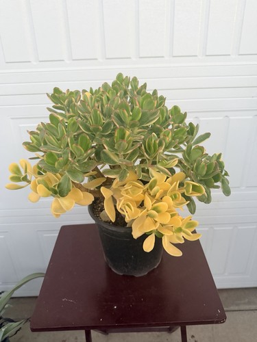 Lucky yellow jade plant - yellow,