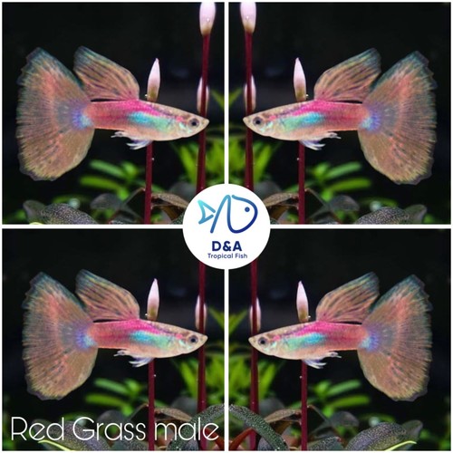 Trio live aquarium guppy - trio,