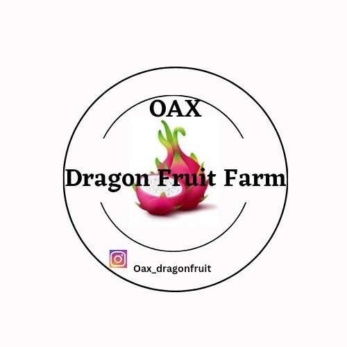 Mature cuttings dragon - cuttings,