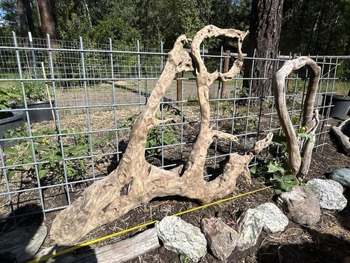 Unique driftwood with stones - with,