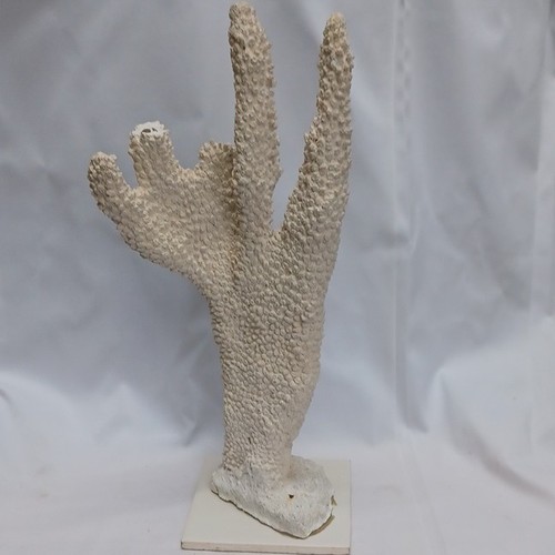 White branching branch coral - white,