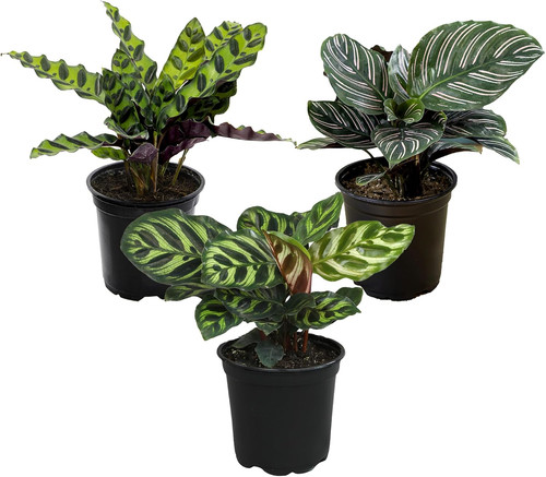 Pet safe live prayer plant - prayer,