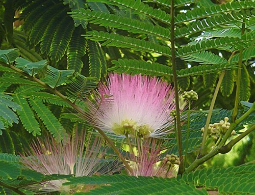 Mimosa tree live plant - tree, *