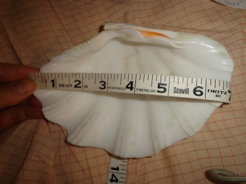 Clam shell authentic tridacma - shell,