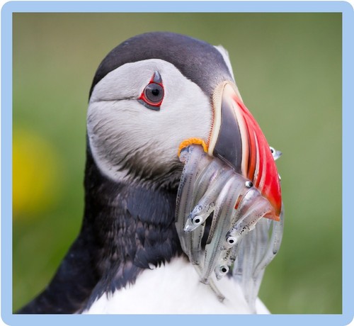 Sad puffin fish - sad,