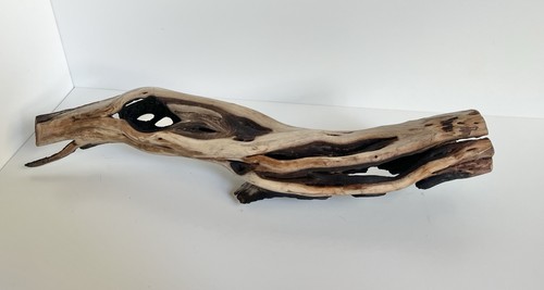 Manzanita driftwood reptile - manzanita, driftwood,