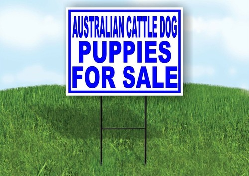 Australian cattle dog puppies - cattle,