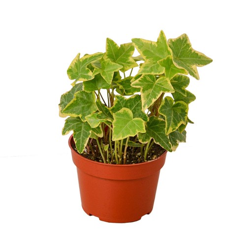 English ivy gold child live - english, |