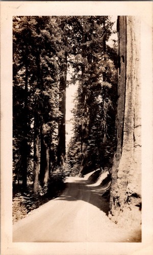 Vintage photograph giant - photograph,
