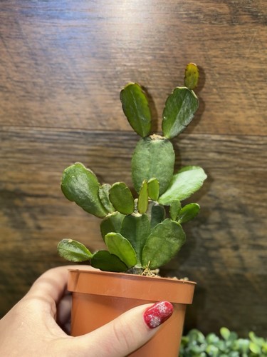 Rare easter cactus clippings - easter,