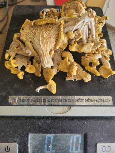 Air dried yellow oyster - 1,