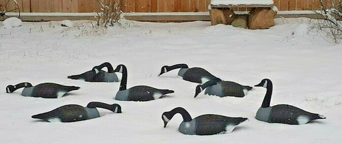 Canada goose field - goose,