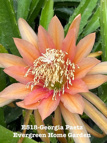 Rooted epiphyllum orchid - epiphyllum,