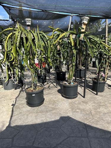 Dragon fruit tree - , cuttings