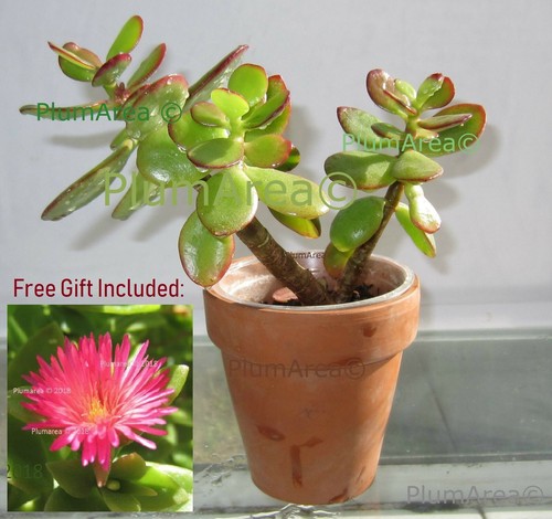 Rooted jade house plant - rooted, 4''