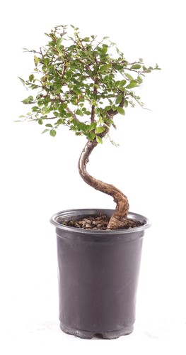 Brussel bonsai small - brussel's,