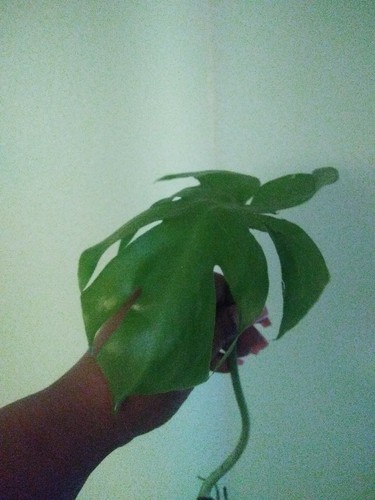 Real giant monstera deliciosa - real,