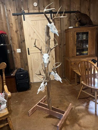 Whitetail deer skull mounts - deer,