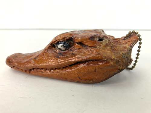 Baby alligator crocodile - baby,