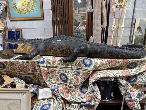 Inches mounted gator - inches,