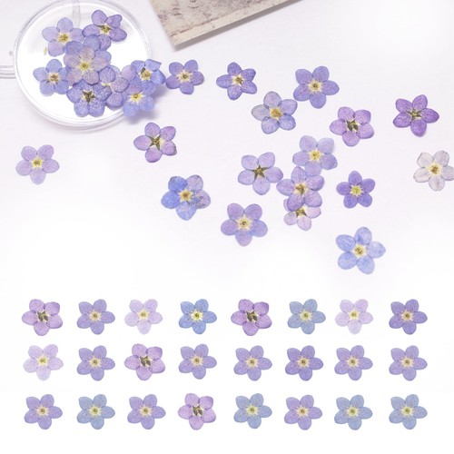 60pcs natural forget - forget, not