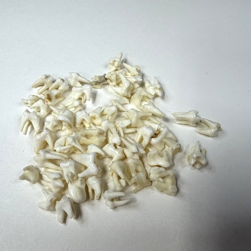 Lot real raccoon molars - raccoon,