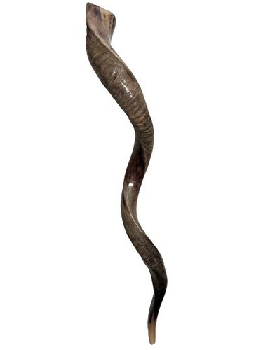 Shofar yemenite kudu - kudu, horn