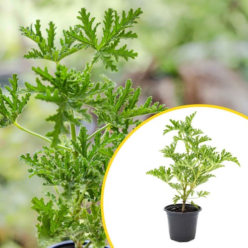Citronella plant mosquito - citronella,