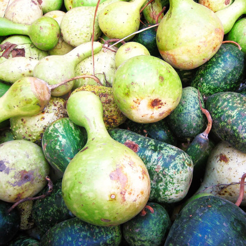 Large crafting gourds - large, mix