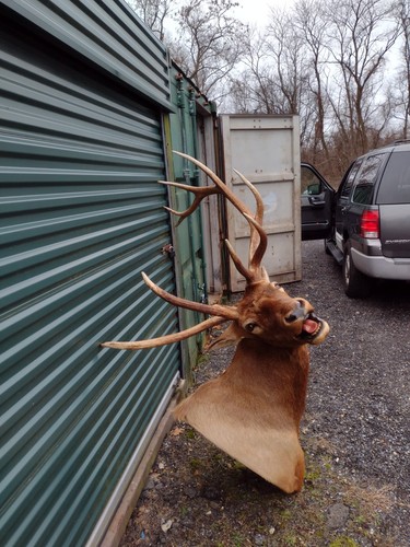 Super max bugle elk wall - bugle,