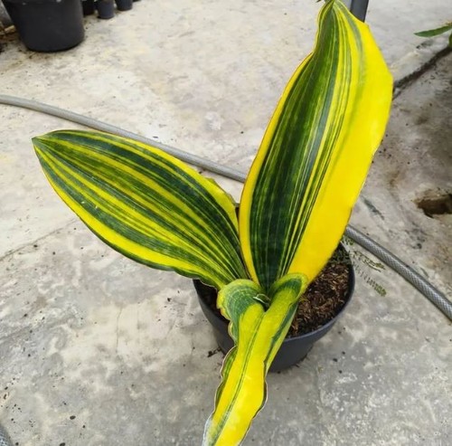 Sansevieria malawi midnight - malawi,