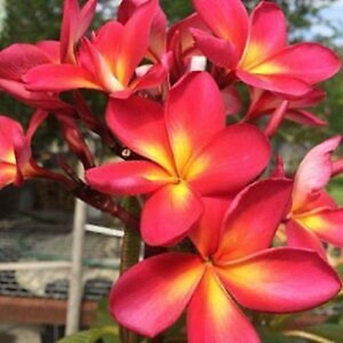 Pink yellow plumeria - pink,