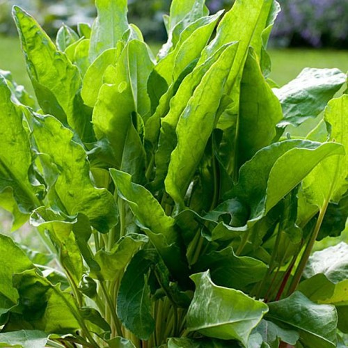 Sorrel seeds - seeds, (large