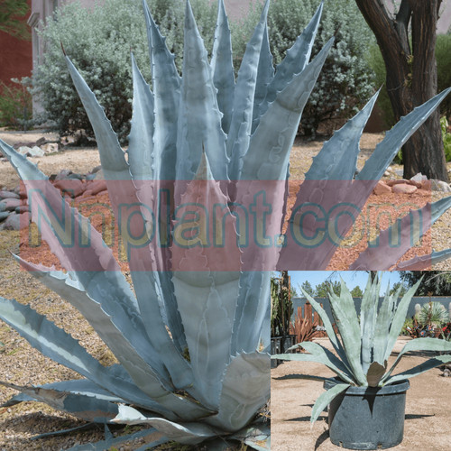 Agave americana blue gallon - americana,
