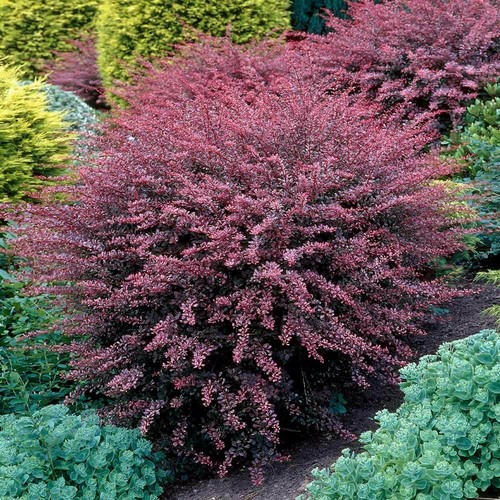 Rose glow barberry shrub - barberry,