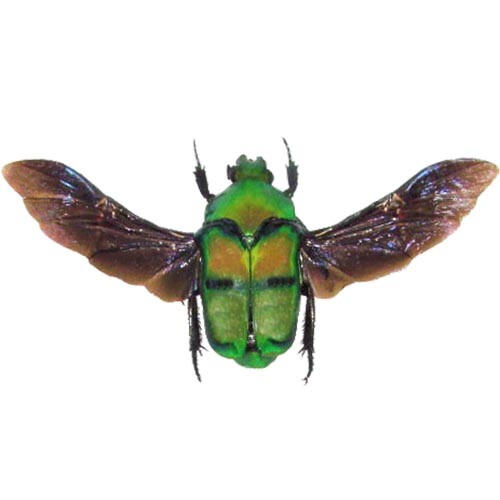 Ischiosopha bifasciata wings