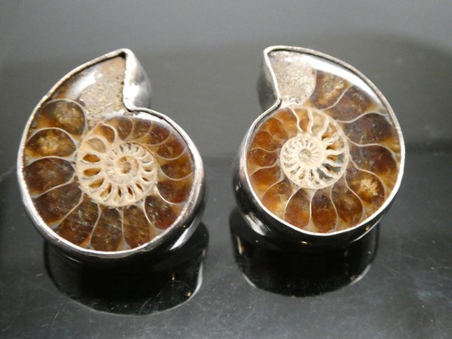 Ammonite fossil vintage - fossil,