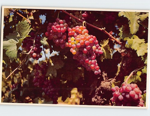 Postcard tokay grape - postcard,