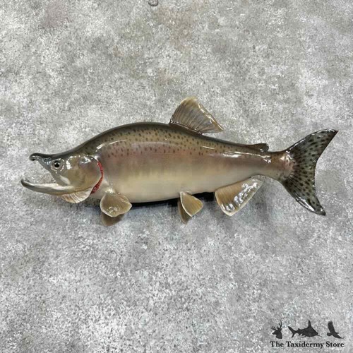 30748 19 spawning phase - |, 19"