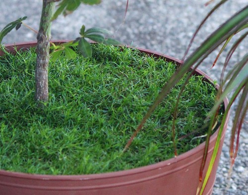 1000 seeds 2024 - seeds, terrarium