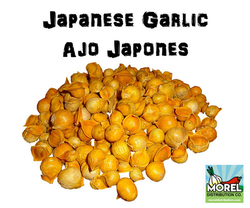 Japanese garlic - garlic, (ajo