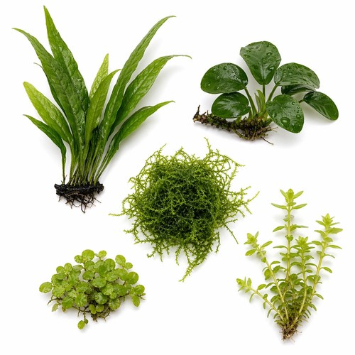 Betta fish plant - plant, bundle