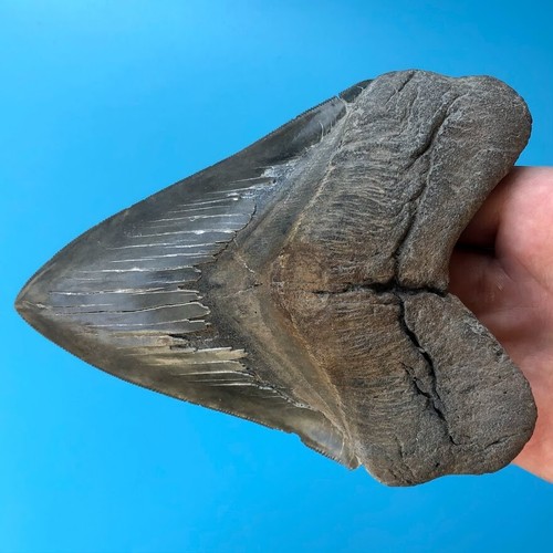 Megalodon fossil shark tooth - megalodon,