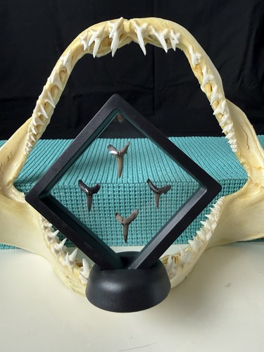 Lot fossilized sand tiger - 4,